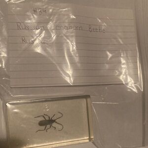 Russian Longhorn Beetle - Russia